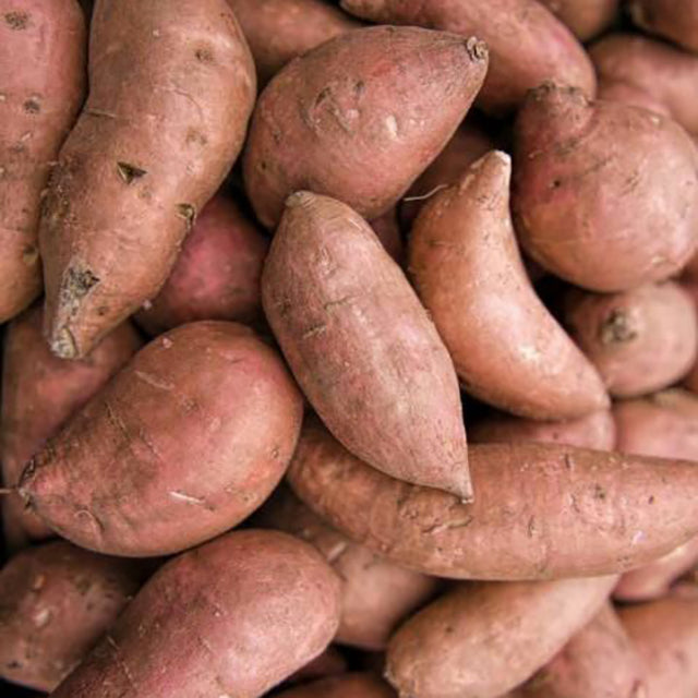 Egyptian Sweet Potato (PRICE/TON)