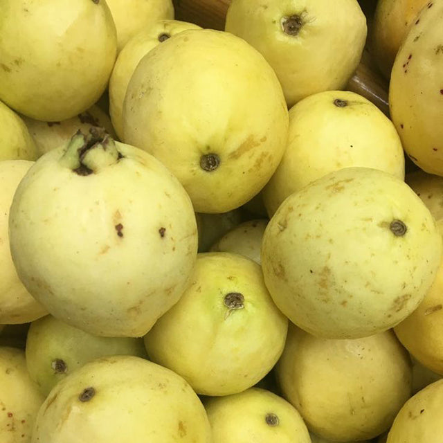Fresh Egyptian Guava (price/ton)