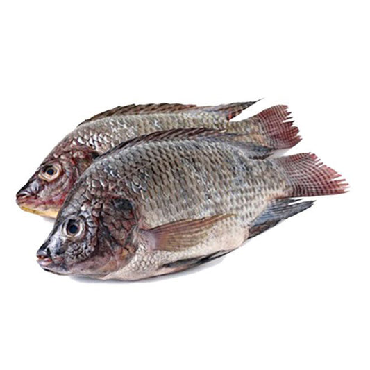 Egyptian Tilapia (Bolti) Fish Export PRICE /TON