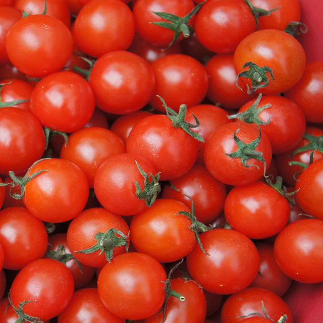 Fresh Egyptian Tomatoes (PRICE/TON)