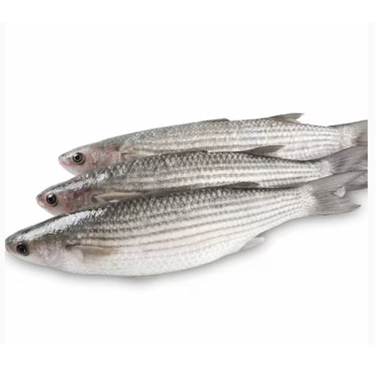 Egyptian Mullet (Bouri) Fish Export (PRICE/TON)