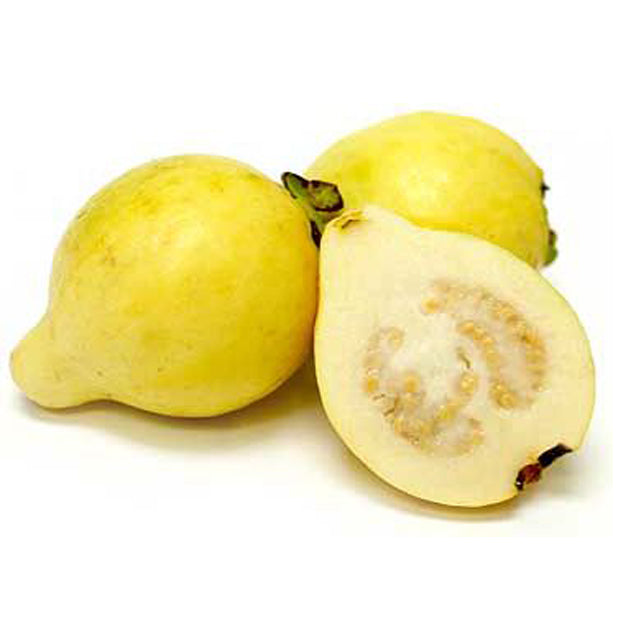 Fresh Egyptian Guava  (price/ton)