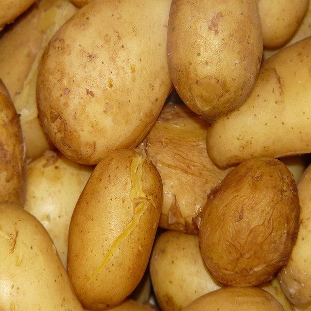 Fresh Egyptian Potatoes (PRICE/TON)