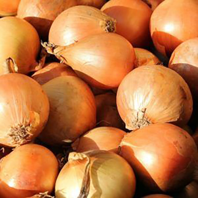 Fresh Yellow Onion (Allium cepa) (price/ton)