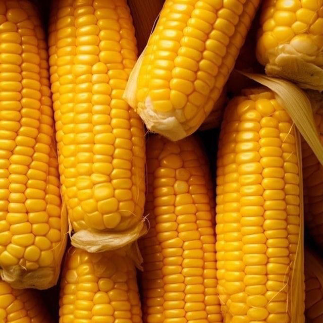 Egyptian Sweet Corn (PRICE/TON)