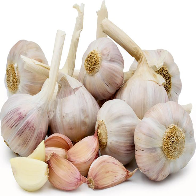 Fresh Garlic (Allium sativum) (PRICE/TON)