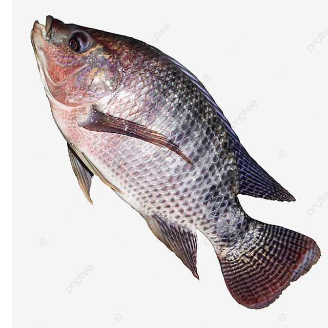 Egyptian Tilapia (Bolti) Fish Export PRICE /TON