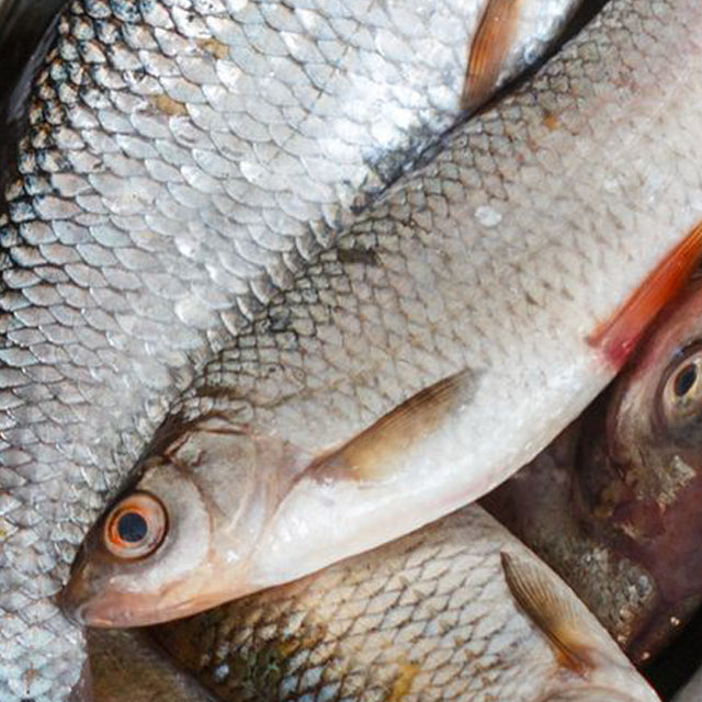 Egyptian Mullet (Bouri) Fish Export (PRICE/TON)