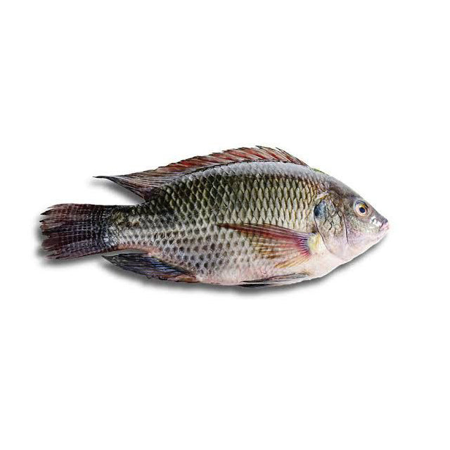 Egyptian Tilapia (Bolti) Fish Export PRICE /TON