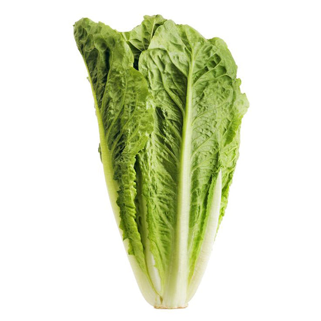 Fresh Egyptian Lettuce (PRICE/TON)