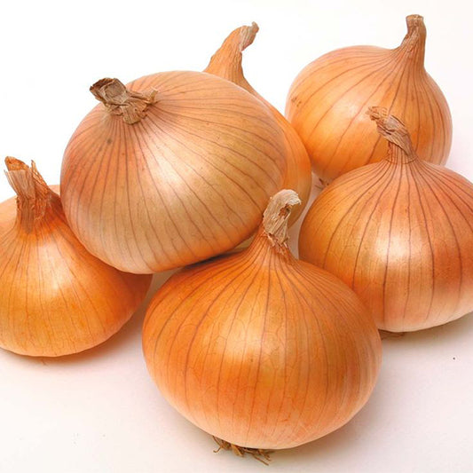 Fresh Yellow Onion (Allium cepa) (price/ton)