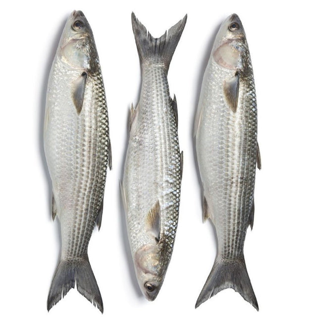 Egyptian Mullet (Bouri) Fish Export (PRICE/TON)