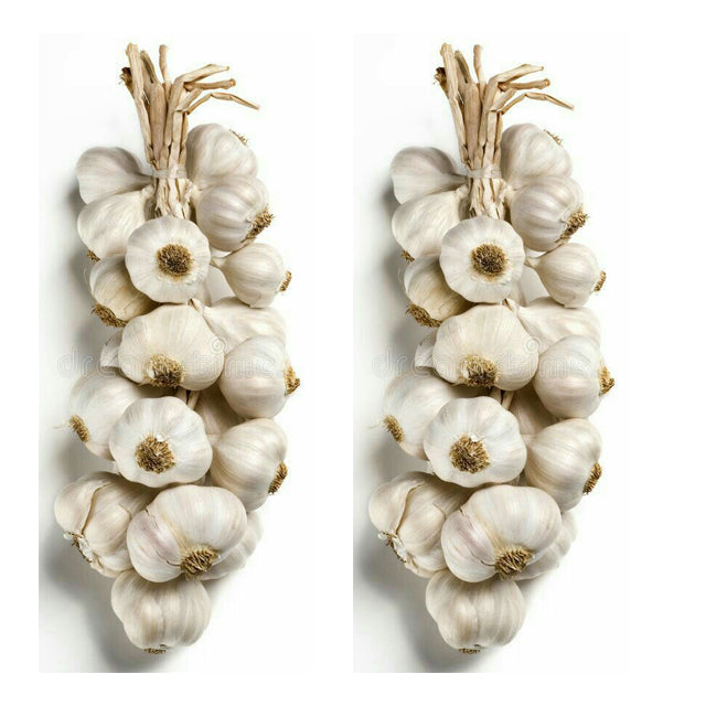 Fresh Garlic (Allium sativum) (PRICE/TON)