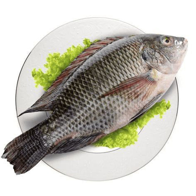 Egyptian Tilapia (Bolti) Fish Export PRICE /TON