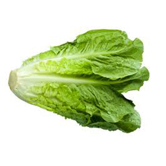 Fresh Egyptian Lettuce (PRICE/TON)