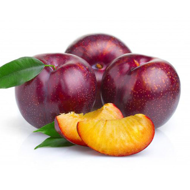 Fresh Egyptian Plum Red Beauty (price/ton)