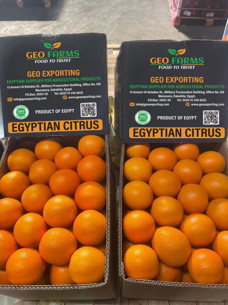 Egyptian citrus exports
