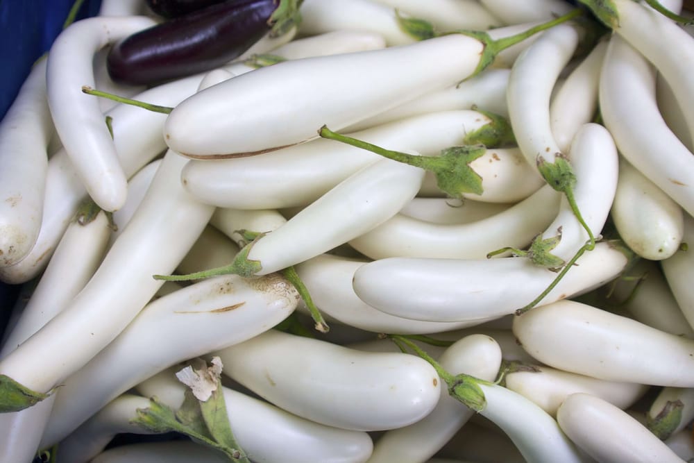 White Baby Eggplant