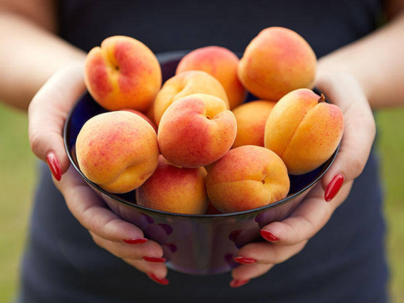 Apricots