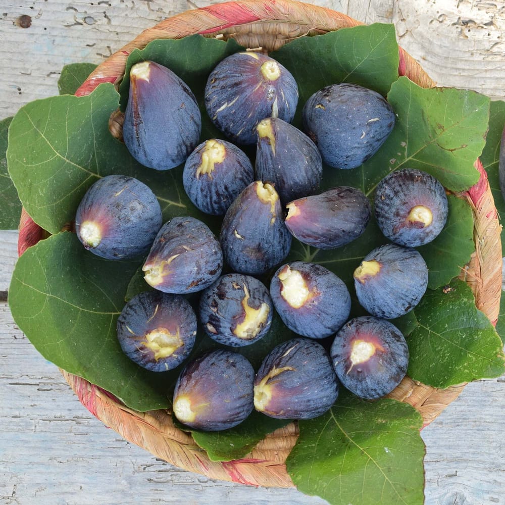 Fresh Figs